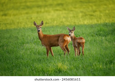 European roe deer, Capreolus capreolus, in green meadow. Doe and fawn standing in grass and grazing. Wild animals in natural habitat. Animal mother and child in summer nature. - Powered by Shutterstock