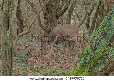European roe deer (Capreolus capreolus). A small graceful deer. Morning hours in search of food.
