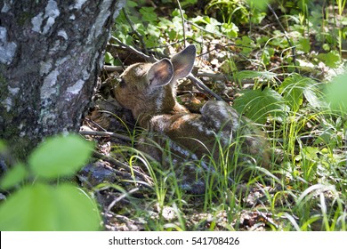 European Roe Deer - Fawn