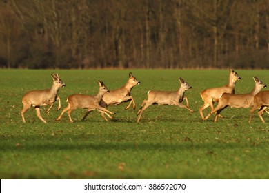 how fast can a whitetail deer run