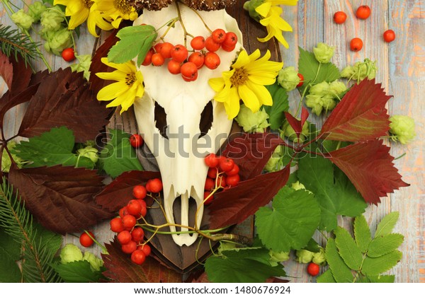 European Roe Deer Skull Decorated Flowers Royalty Free Stock Image