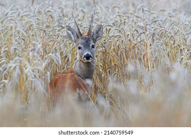 The European roe deer stands in a field. A wild animal in its natural environment.