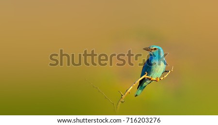 Similar – European Roller