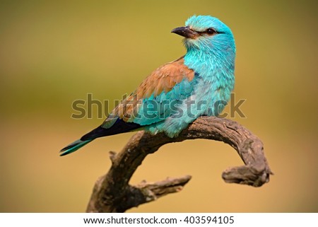 European Roller, beautiful colour light blue bird sitting on the branch with, portrait in the meadow with blurred yellow background, animal in the nature habitat, Romania.