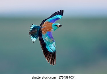 european roller (coracias garrulus) in flight