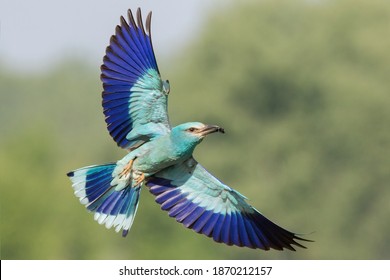 The European Roller (Coracias Garrulus) Flying. A Rare Large Blue Bird Flying With Prey Into The Nest With Its Baby Birds.