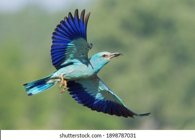 The European Roller (Coracias Garrulus) Flying. A Rare Large Blue Bird Flying With Prey Into The Nest With Its Baby Birds.