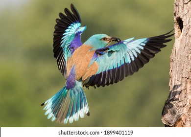 The European Roller (Coracias Garrulus) Flying. A Rare Large Blue Bird Flying With Prey Into The Nest With Its Baby Birds.