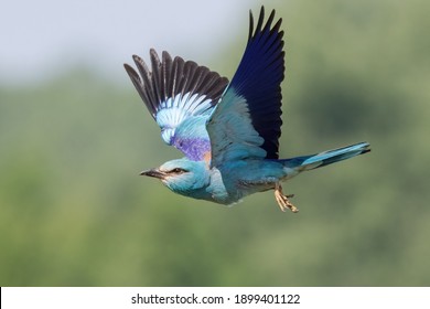 The European Roller (Coracias Garrulus) Flying. A Rare Large Blue Bird Flying.