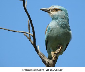 European Roller (Coracias garrulus) on a Sunny Day in the Serengeti, Tanzania          - Powered by Shutterstock