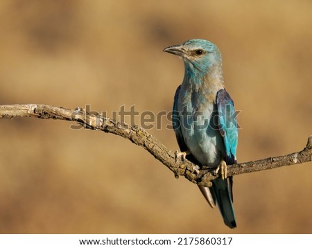 Similar – European Roller