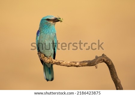 Similar – European Roller