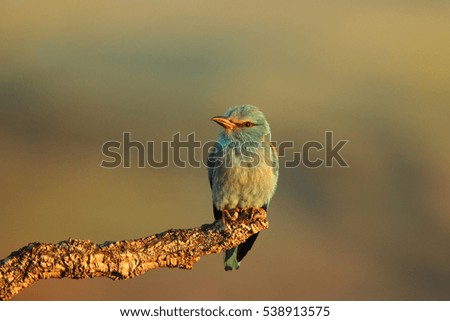 Similar – European Roller