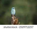 European Roller standing front view on a log isolated in blur background in Kruger National park, South Africa ; Specie Coracias garrulus family of Coraciidae