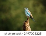 European Roller standing on a log isolated in blur background in Kruger National park, South Africa ; Specie Coracias garrulus family of Coraciidae