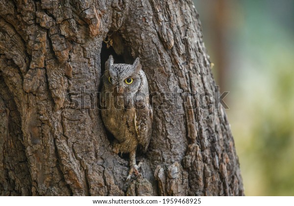 European scops owl, Otus scops, hidden in tree\
hole at sunrise. Small owl peeks out from trunk showing big yellow\
eyes. Bird also known as Eurasian scops owl. Wildlife scene.\
Morning in nature.