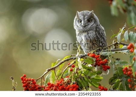 European scops owl (Otus scops) is sitting on rowan berry (Sorbus aucuparia). Bird with big yellow eyes. Morning sunrise.
