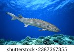 European sea sturgeon (Acipenser sturio), also known as the Atlantic sturgeon.
