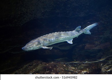 European sea sturgeon (Acipenser sturio), also known as the Atlantic sturgeon.