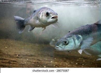 European Seabass (Dicentrarchus Labrax)