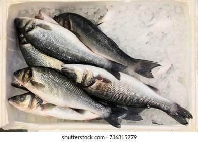 European Seabass On Ice In Fish Shop For Sale.