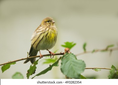 European Serin