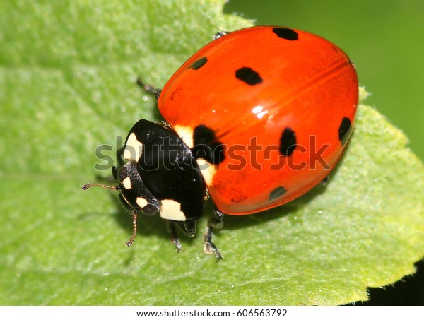 European seven spot ladybird (Coccinella\
septempunctata) a.k.a. Seven spotted\
ladybug.