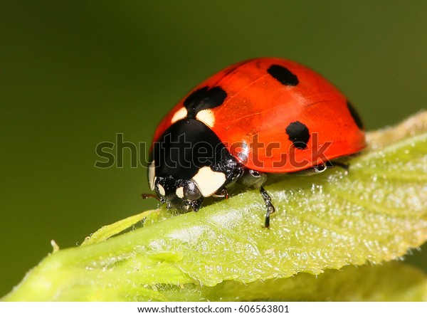 European Seven Spot Ladybird Coccinella Septempunctata Stock Photo ...