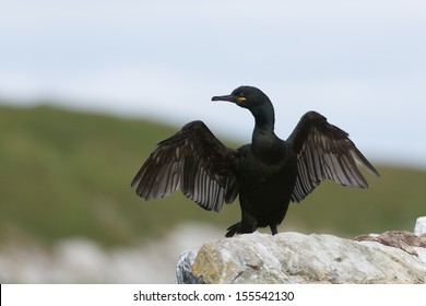 European Shag