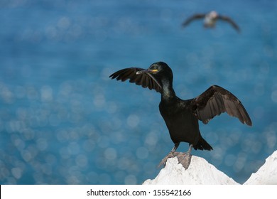 European Shag