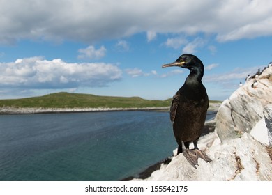 European Shag