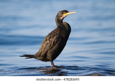 European Shag