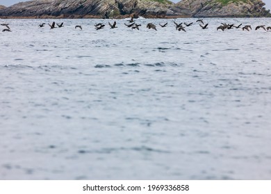 European Shag Flying Above The Sea