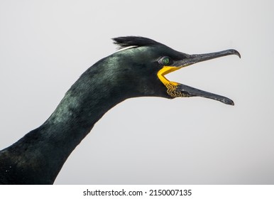 European Shag In Hornoya Island