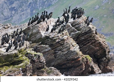 European Shag Sitting On A Cliff