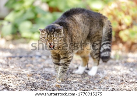 European Shorthair Cat Hissing and Arching Back with Hair Standing Up