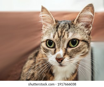 にゃーん の画像 写真素材 ベクター画像 Shutterstock