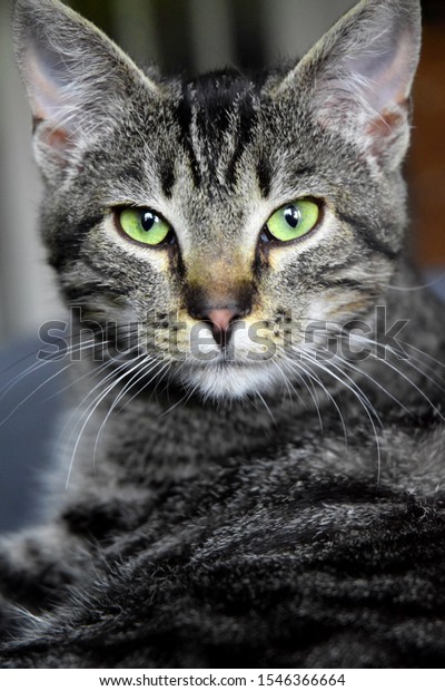 European Shorthair Striped Cat Resting Stock Photo Edit Now