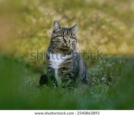 Similar – A shady resting place, cat in the grass