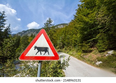 European sign, a cattle crossing roadsign, abiding by European traffic regulations, warning of the presence of cows and other animals frequently in a rural situation. 