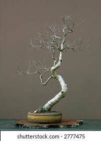 European Silver Birch Bonsai