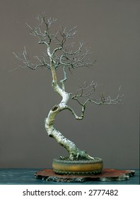 European Silver Birch Bonsai