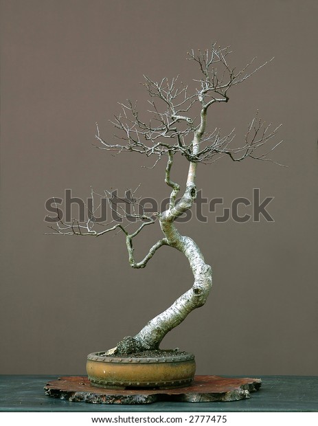 European Silver Birch Bonsai Stock Photo Edit Now 2777475