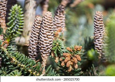 European Silver Fir Cones