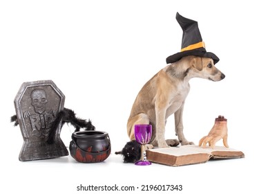 European Sled Dog, puppy Eurohound with a witch's hat in a Halloween setting on a white background in the studio - Shutterstock ID 2196017343