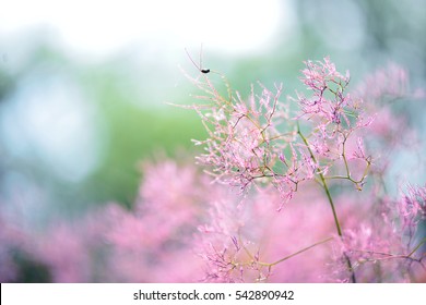 European smoketree (Cotinus coggygria) in blossom