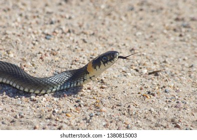 European Snake On Gravel Road Natrix Stock Photo 1380815003 | Shutterstock