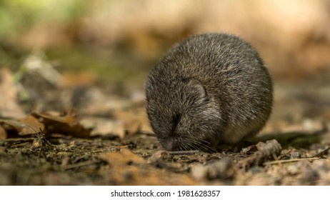 Snow Vole High Res Stock Images Shutterstock