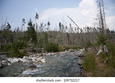 European Spruce Bark Beetle Calamity In Tatra