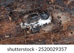 European spruce bark beetle (Ips typographus) under the bark of a dead spruce tree. A beetle killed by an entomopathogenic fungus.